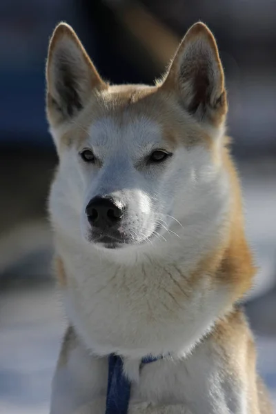 Porträt Eines Süßen Hundes — Stockfoto