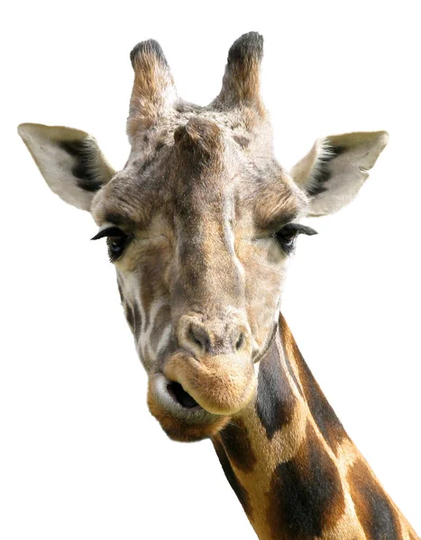 Vysoká Hnědá Žirafa Zvíře Flóra Fauna Přírodě — Stock fotografie