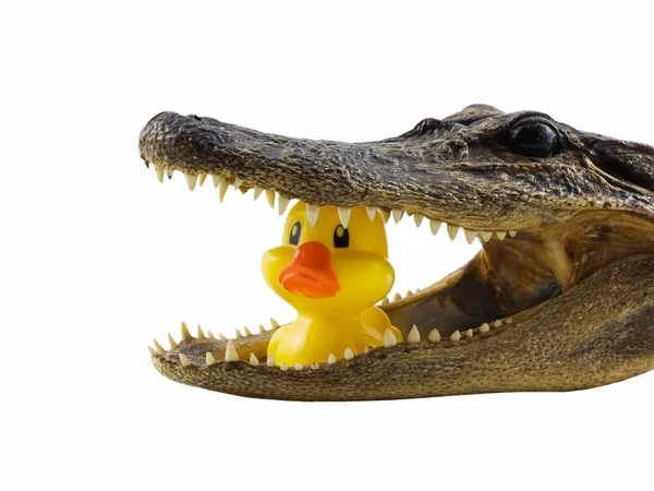Crocodile Animal Amphibian Predator — Stock Photo, Image