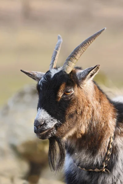 Lantbruksdjur Selektivt Fokus — Stockfoto