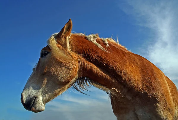 Haflinger Horse Breed — Stock Photo, Image