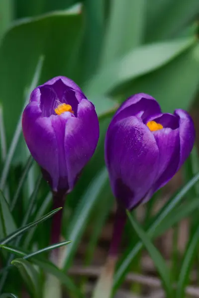Wiosna Kwiaty Krokusa Kwitnące — Zdjęcie stockowe