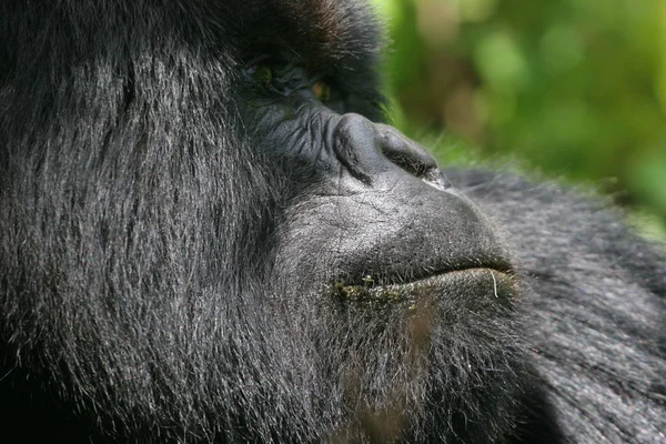 Primate Animal Gorilla Ape Monkey — Stock Photo, Image