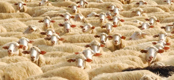 Aussichtsreicher Blick Auf Die Landwirtschaft Auf Dem Land — Stockfoto