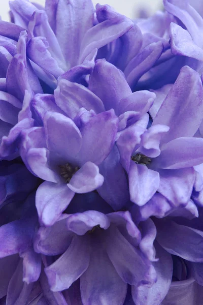 Närbild Bild Vackra Blommande Hyacint — Stockfoto
