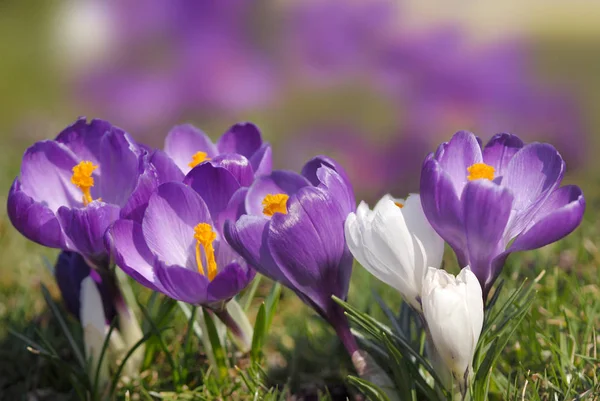 Första Våren Blommor Krokus — Stockfoto