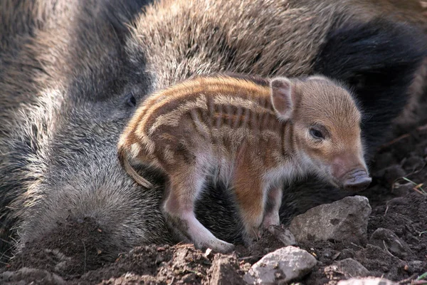 Wildschweinbaby Sitzt Auf Der Schnauze Der Mutter — Stockfoto