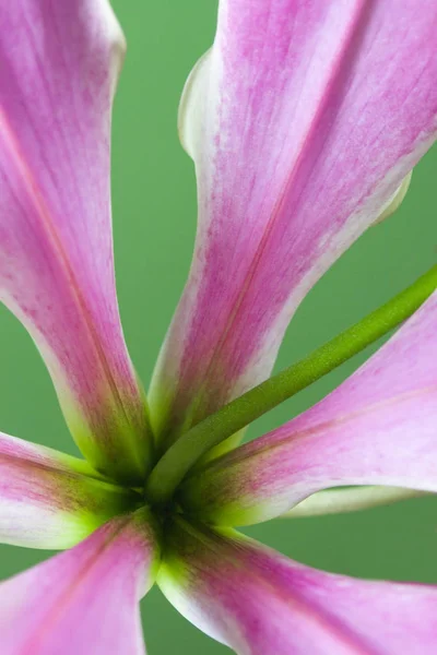 Vackra Blommor Blommigt Koncept Bakgrund — Stockfoto