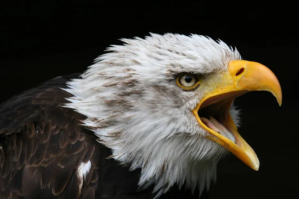 Vacker Utsikt Över Majestätisk Skallig Örn Vild Natur — Stockfoto