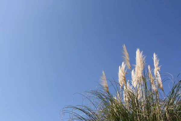 Piękne Botaniczne Ujęcie Naturalna Tapeta — Zdjęcie stockowe