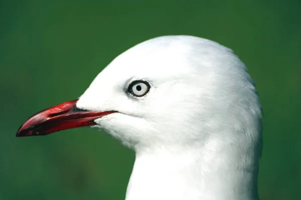 Vista Panorámica Hermoso Pájaro Lindo Gaviota — Foto de Stock