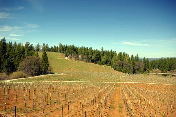 Vineyards Agriculture Grapevine Plants — Stock Photo, Image