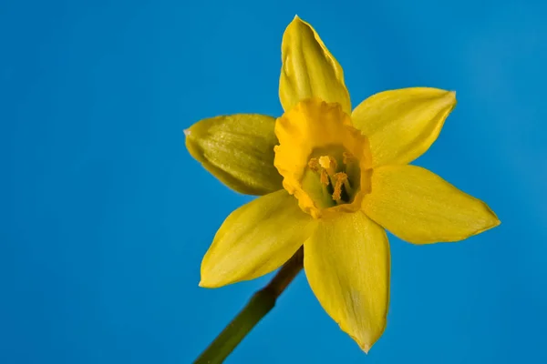 Narcis Květiny Květy Okvětní Lístky — Stock fotografie