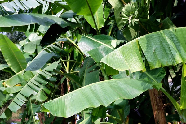 Trópusi Banánfa Egzotikus Növény — Stock Fotó