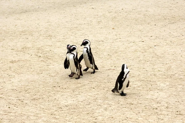 Pingwiny Plaży — Zdjęcie stockowe