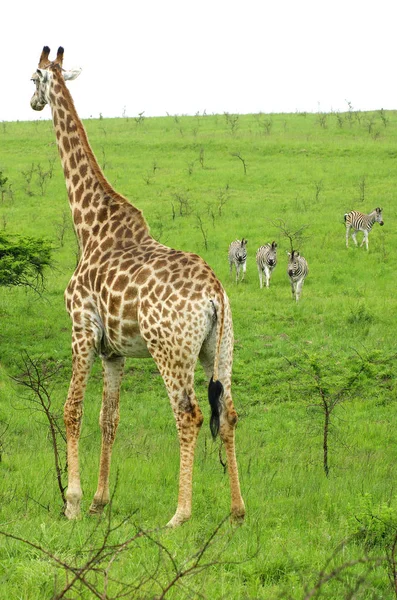 Giraffe Afrikanisches Pflanzenfressendes Säugetier — Stockfoto