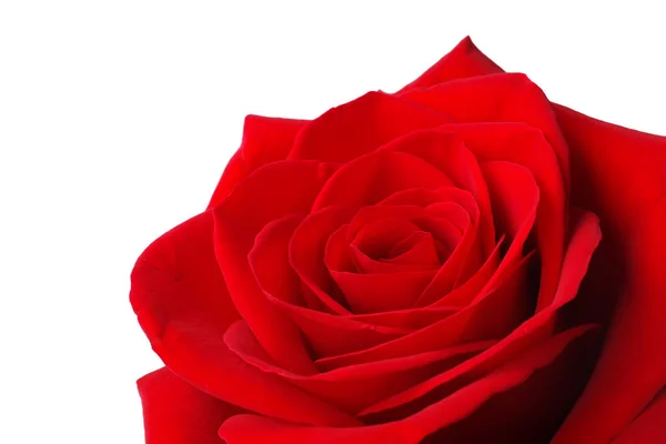 Vibrant Red Rose Isolated Copy Space — Foto Stock
