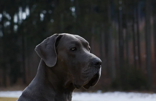 Duits Groot Dane Hond Blauw — Stockfoto