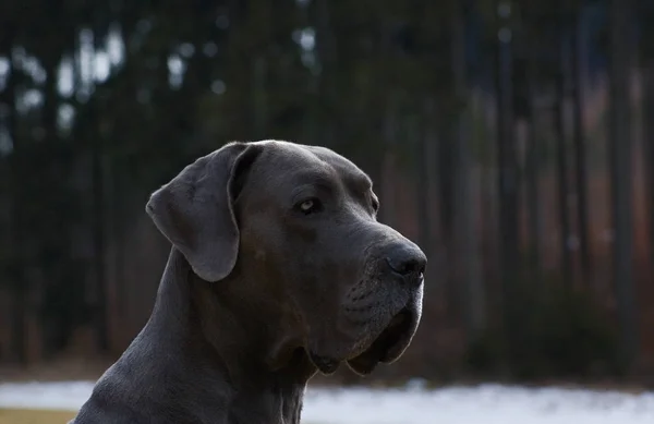 Tedesco Grande Danese Cane Blu — Foto Stock