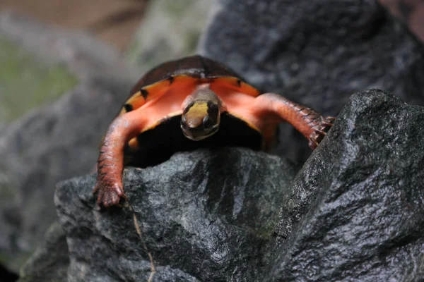 Tropikal Kaplumbağa Hayvanat Bahçesi — Stok fotoğraf