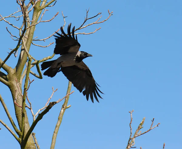 Schilderachtig Uitzicht Prachtige Vogel Natuur — Stockfoto