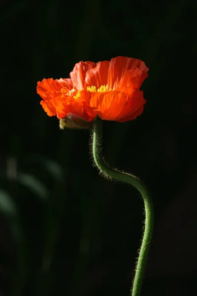 美しい野生のケシの花の近景 — ストック写真