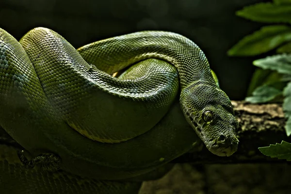 Snake Wildlife Animal Predator — Stock Photo, Image
