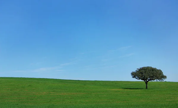 Árvore Isolada Campo Verde — Fotografia de Stock