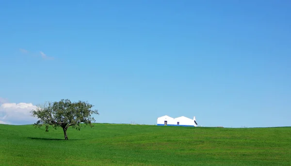 Isolated Tree House Green — Stock Photo, Image