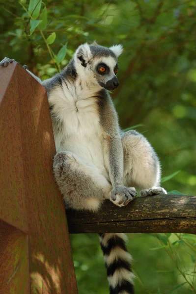 環尾輪動物 植物や動物 — ストック写真