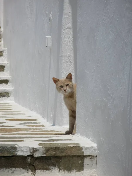 Gato Curioso Mykonos — Fotografia de Stock