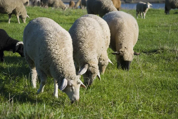 Domestic Livestock Farm Pasture — Stock Photo, Image