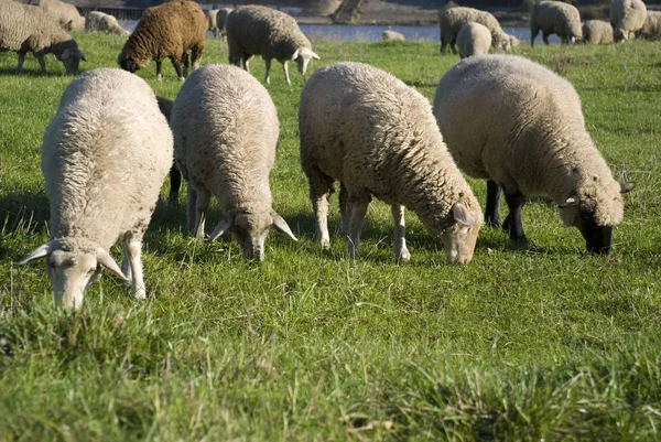 Haustiere Auf Der Weide — Stockfoto