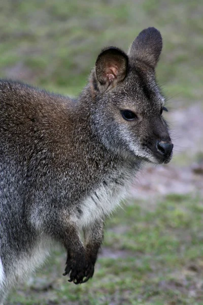 Schattig Kangoeroe Dier Australisch Zoogdier — Stockfoto