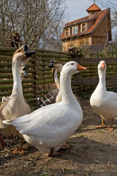 Malebný Pohled Krásného Ptáka Přírodě — Stock fotografie