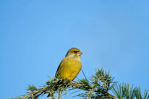 Pittoresk Bild Fågel Utomhus Scen — Stockfoto