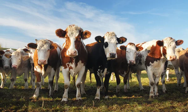 Hausrinder Auf Einer Weide — Stockfoto