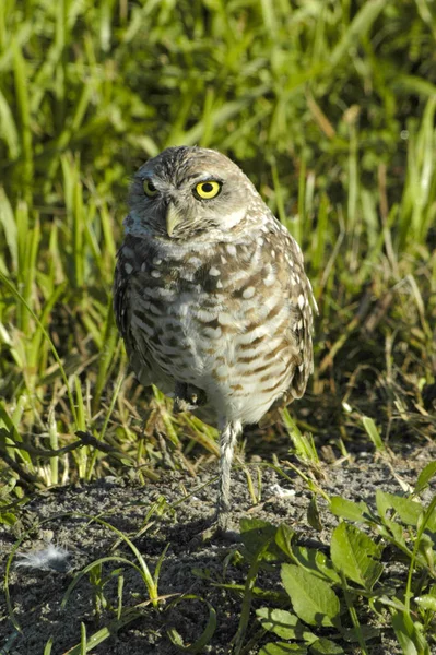 Festői Kilátás Gyönyörű Madár Természetben — Stock Fotó