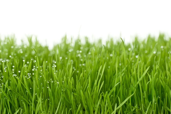 Gras Close Met Waterdruppels — Stockfoto