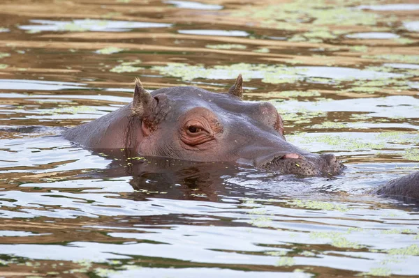 Hippopotame Animal Hippopotame Sauvage — Photo