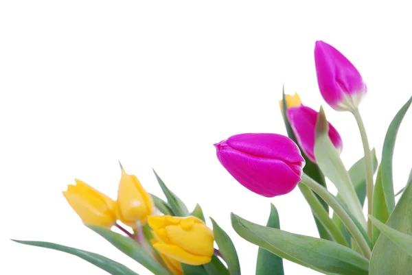 Tavasz Gyönyörű Tavasz Tulipán Virágok Növény — Stock Fotó