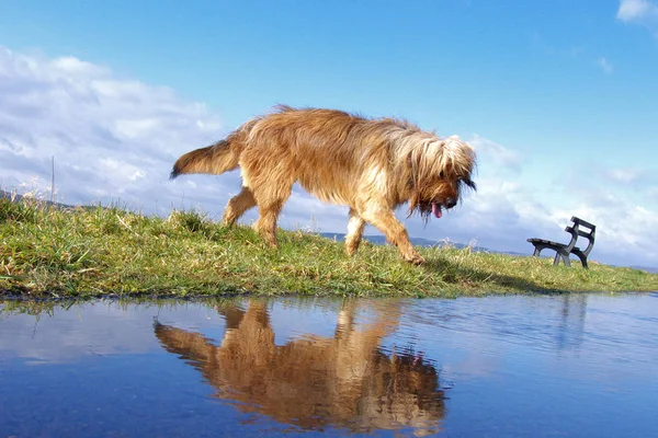 Portrait Cute Dog — Stock Photo, Image