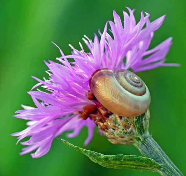 Caracol Trepa Flor Muchas Caracoles Tierra Cuelgan Los Tallos Planta —  Fotos de Stock