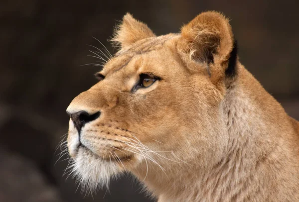 Lejon Rovdjur Kattdjur — Stockfoto