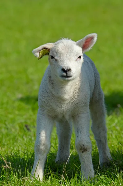 Lamm Frühling — Stockfoto