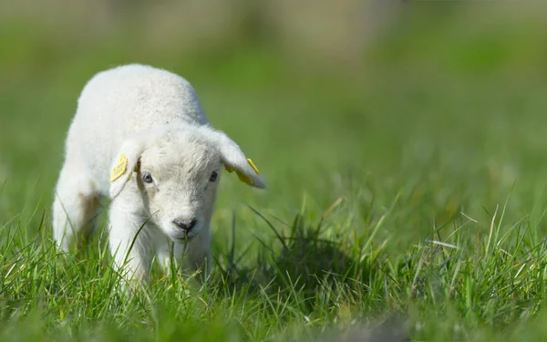 Animali Giovani Attenzione Selettiva — Foto Stock