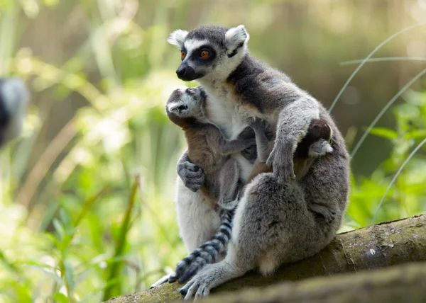Ogoniasty Lemur Zwierzęcy Flora Fauna — Zdjęcie stockowe