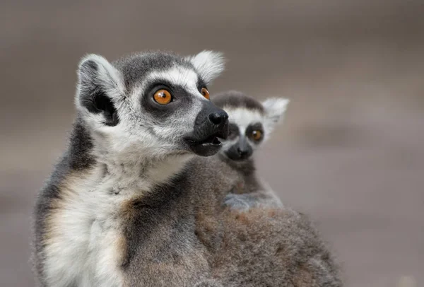 Lémur Cola Anillada Animales Flora Fauna — Foto de Stock