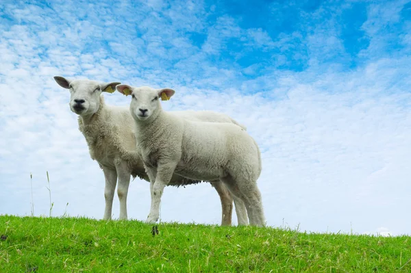 Landschappelijke Kijk Landbouw Selectieve Focus — Stockfoto