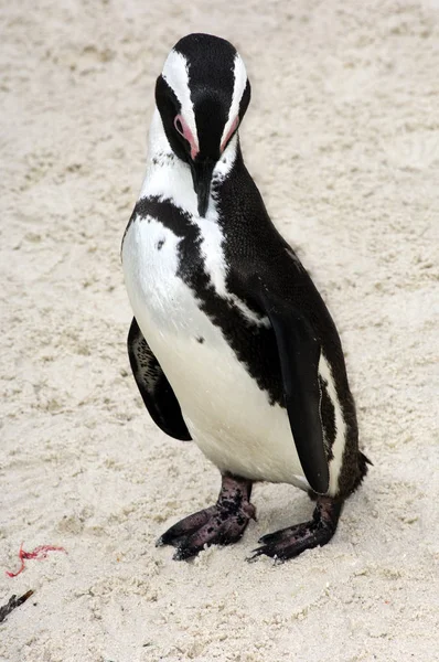 Γραφική Θέα Των Χαριτωμένων Πιγκουίνων Πουλιά Στη Φύση — Φωτογραφία Αρχείου